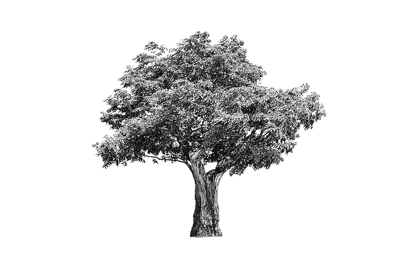 Ilustrație alb-negru a unui copac cu trunchi gros și frunziș des.